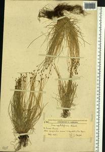 Carex onoei Franch. & Sav., Siberia, Russian Far East (S6) (Russia)