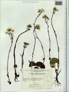 Petasites rubellus (J. F. Gmel.) J. Toman, Siberia, Russian Far East (S6) (Russia)