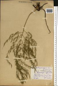 Asparagus officinalis L., Eastern Europe, Central forest-and-steppe region (E6) (Russia)