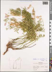 Hedysarum gmelinii Ledeb., Eastern Europe, Middle Volga region (E8) (Russia)