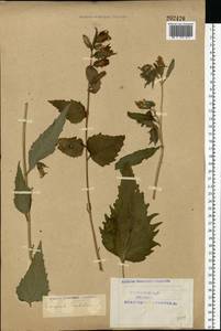 Campanula trachelium L., Eastern Europe, Northern region (E1) (Russia)