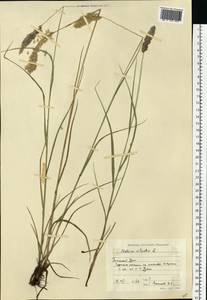 Melica ciliata L., Eastern Europe, Eastern region (E10) (Russia)