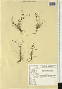 Juncus bulbosus L., Western Europe (EUR) (Denmark)