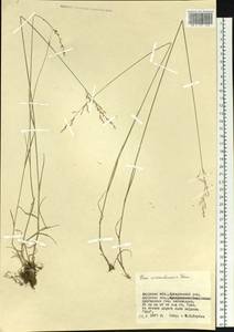 Poa urssulensis Trin., Siberia, Russian Far East (S6) (Russia)