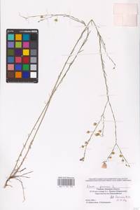 Linum perenne L., Eastern Europe, South Ukrainian region (E12) (Ukraine)