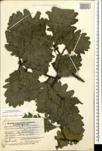 Quercus dalechampii Ten., Caucasus, Dagestan (K2) (Russia)