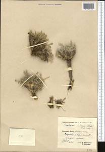 Smelowskia calycina (Stephan ex Willd.) C. A. Mey., Middle Asia, Pamir & Pamiro-Alai (M2) (Tajikistan)