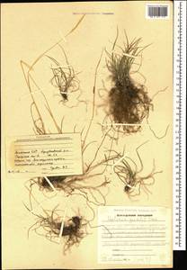 Koeleria pyramidata (Lam.) P.Beauv., Caucasus, Armenia (K5) (Armenia)