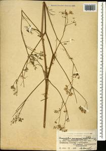 Chaerophyllum macrospermum (Willd. ex Spreng.) Fisch. & C. A. Mey., Caucasus, Armenia (K5) (Armenia)