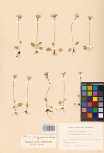 Primula nutans Georgi, Western Europe (EUR) (Finland)