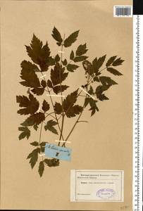 Actaea spicata L., Eastern Europe (no precise locality) (E0) (Not classified)