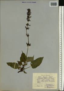 Salvia dumetorum Andrz. ex Besser, Eastern Europe, Central region (E4) (Russia)