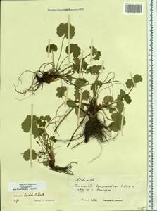 Alchemilla breviloba H. Lindb., Eastern Europe, Central region (E4) (Russia)