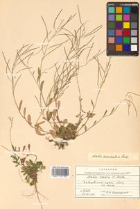 Arabidopsis lyrata subsp. kamchatica (Fisch. ex DC.) O'Kane & Al-Shehbaz, Siberia, Russian Far East (S6) (Russia)