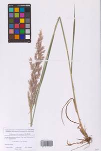 Calamagrostis epigejos (L.) Roth, Eastern Europe, Moscow region (E4a) (Russia)