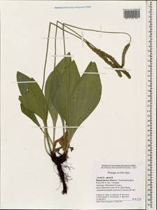 Plantago urvillei Opiz, Eastern Europe, Central forest-and-steppe region (E6) (Russia)