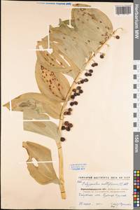 Polygonatum multiflorum (L.) All., Eastern Europe, North Ukrainian region (E11) (Ukraine)