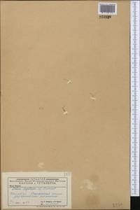 Spergularia segetalis (L.) G. Don fil., Middle Asia, Caspian Ustyurt & Northern Aralia (M8) (Kazakhstan)