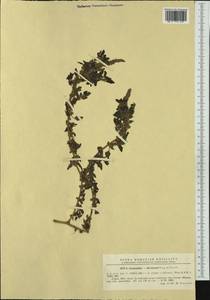 Amaranthus thevenoei, Western Europe (EUR) (Romania)