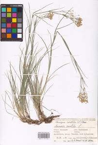 Eremogone saxatilis (L.) Ikonn., Eastern Europe, Eastern region (E10) (Russia)