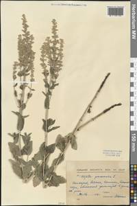 Nepeta nuda L., Western Europe (EUR) (Bulgaria)