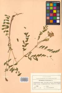 Astragalus uliginosus L., Siberia, Russian Far East (S6) (Russia)