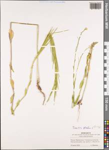 Turritis glabra L., Eastern Europe, Middle Volga region (E8) (Russia)