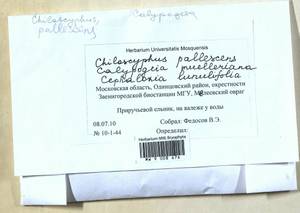 Calypogeia muelleriana (Schiffn.) Müll. Frib., Bryophytes, Bryophytes - Moscow City & Moscow Oblast (B6a) (Russia)