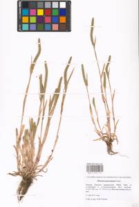 Phleum paniculatum Huds., Eastern Europe, Moscow region (E4a) (Russia)