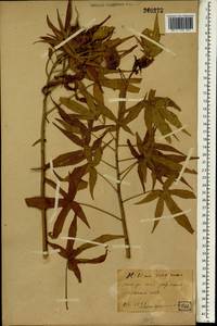 Hibiscus coccineus (Medik.) Walter, South Asia, South Asia (Asia outside ex-Soviet states and Mongolia) (ASIA) (Japan)