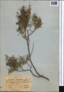 Juniperus semiglobosa Regel, Middle Asia, Western Tian Shan & Karatau (M3) (Uzbekistan)