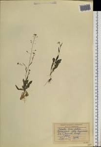 Capsella bursa-pastoris (L.) Medik., Siberia, Central Siberia (S3) (Russia)