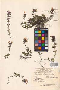 MHA 0 156 512, Clinopodium alpinum subsp. alpinum, Eastern Europe, West Ukrainian region (E13) (Ukraine)