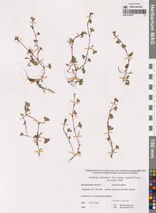 Micranthes nudicaulis (D.Don) Gornall & H.Ohba, Siberia, Chukotka & Kamchatka (S7) (Russia)