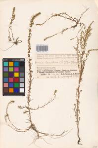 Bassia laniflora (S. G. Gmel.) A. J. Scott, Eastern Europe, Lower Volga region (E9) (Russia)