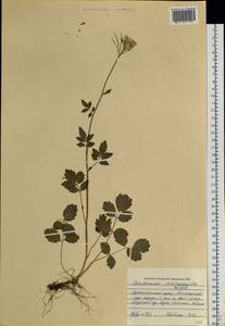 Cardamine macrophylla Willd., Siberia, Central Siberia (S3) (Russia)