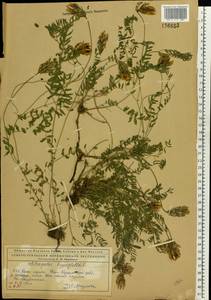 Astragalus danicus Retz., Eastern Europe, Northern region (E1) (Russia)