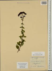Origanum vulgare L., Caucasus, Azerbaijan (K6) (Azerbaijan)