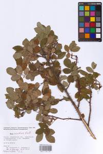 Rosa acicularis Lindl., Eastern Europe, Eastern region (E10) (Russia)