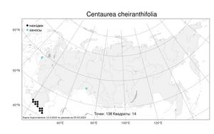 Centaurea cheiranthifolia Willd., Atlas of the Russian Flora (FLORUS) (Russia)