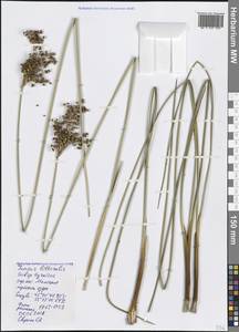 Juncus littoralis C. A. Mey., Crimea (KRYM) (Russia)