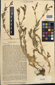 Silene ruinarum Popow, Middle Asia, Pamir & Pamiro-Alai (M2) (Uzbekistan)