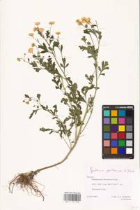 Tanacetum parthenium (L.) Sch. Bip., Eastern Europe, Central region (E4) (Russia)