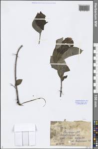 Salix, Middle Asia, Caspian Ustyurt & Northern Aralia (M8) (Kazakhstan)