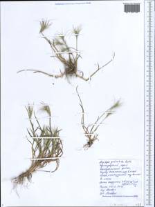 Aegilops geniculata Roth, Caucasus, Black Sea Shore (from Novorossiysk to Adler) (K3) (Russia)