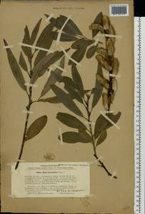 Salix daphnoides × rosmarinifolia, Eastern Europe, Latvia (E2b) (Latvia)