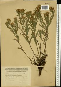 Centaurea trichocephala M. Bieb. ex Willd., Eastern Europe, Eastern region (E10) (Russia)