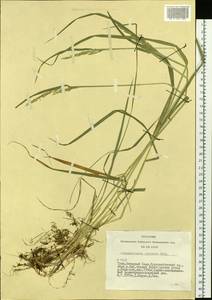 Calamagrostis obtusata Trin., Siberia, Altai & Sayany Mountains (S2) (Russia)