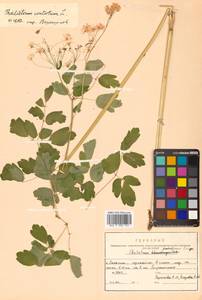 Thalictrum aquilegiifolium subsp. aquilegiifolium, Siberia, Russian Far East (S6) (Russia)