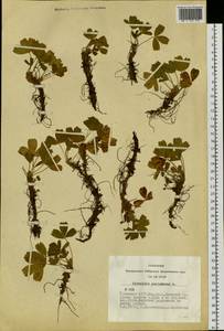 Sibbaldia procumbens L., Siberia, Altai & Sayany Mountains (S2) (Russia)